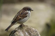 Kier teams up with national bird experts