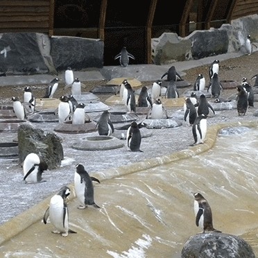Penguins on parade thanks to Addagrip
