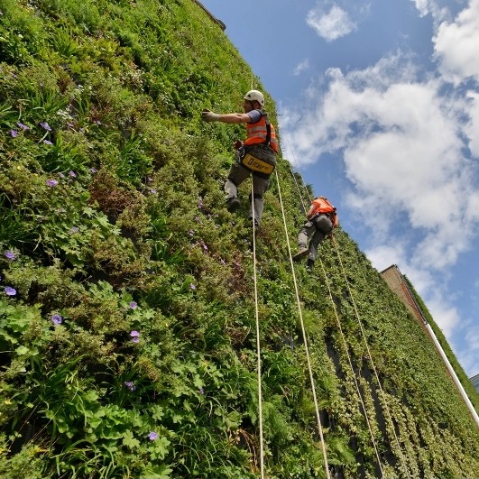 Treebox living wall makes London hotel a beacon of biodiversity