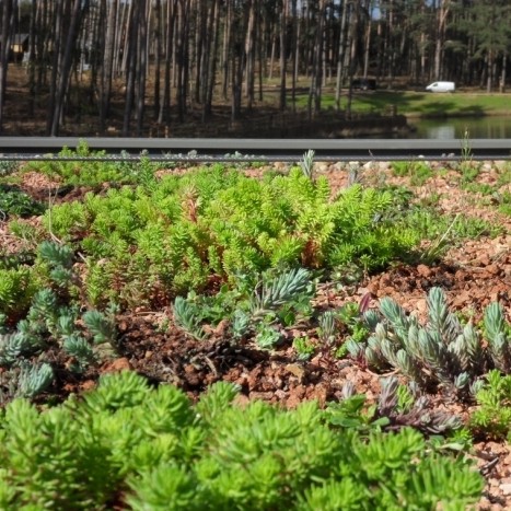 Center Parcs flip for the Pancake House's new green roof