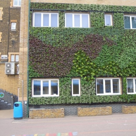 School's living wall will improve air quality